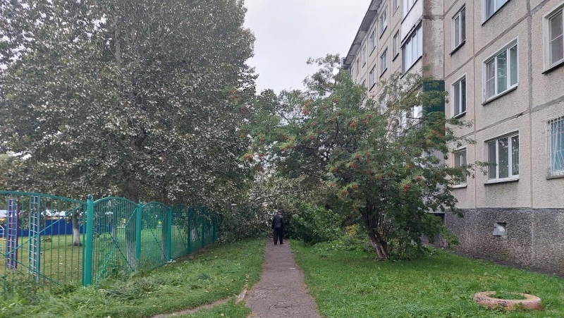 Упавшая из-за урагана ветка закрыла проход к детскому саду в Южно-Сахалинске