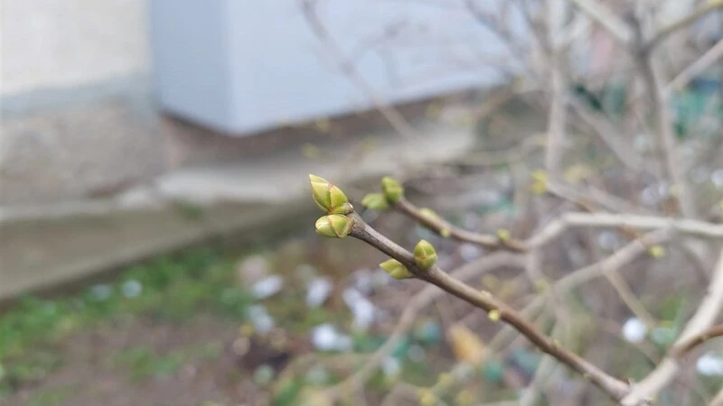 Аномалия: на кустах сирени в Южно-Сахалинске набухли почки