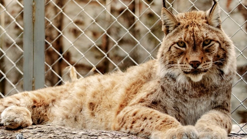 Прекрасная «пенсионерская» жизнь: в Сахалинском зооботпарке рассказали об уходе за долгожителями