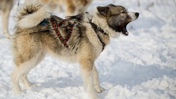 «Меры обещают быть жесткими»: в Поронайске серьезно взялись за бездомных собак