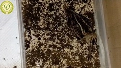 Прокормить оказалось непросто: сахалинский фонд спас бекаса-подростка с переломом крыла