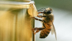Сотни пчел не жалят, а собирают мед для жителя Сахалина