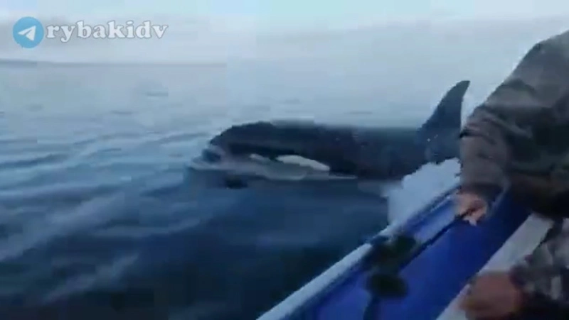 Косатка напала на лодку с рыбаками к северу от Сахалина