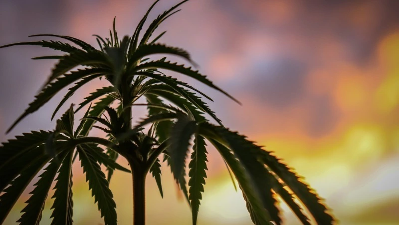 Житель Смирныховского района отделался штрафом за хранение марихуаны в гараже