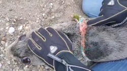 Веревка разрезала шею морского котика до мышц, но его спасли на Сахалине