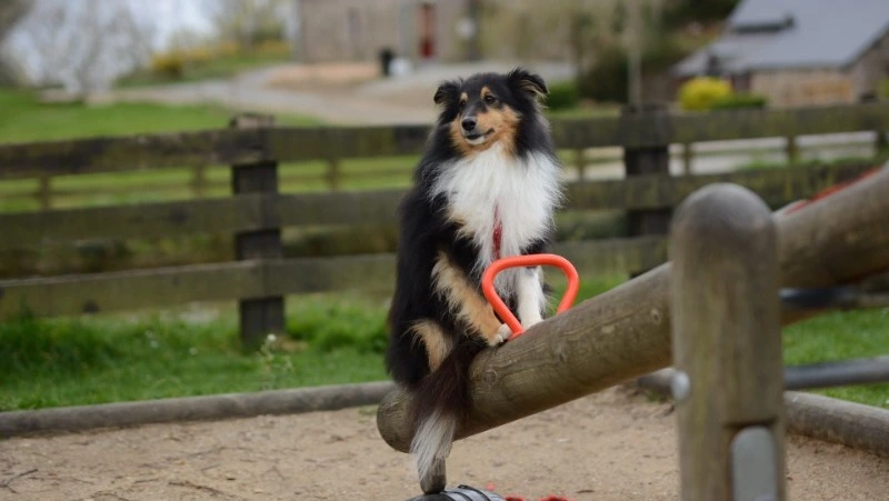 Прокуратура потребовала организовать площадку для выгула собак в Макарове