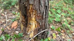 Следы когтей медведя и белые грибы стали находкой жителя Сахалина в лесу