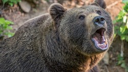 Отдых обернулся трагедией: на Курилах человек погиб после встречи с медведем