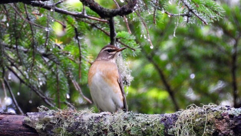 Два новых вида птиц включат в кадастр заказника «Малые Курилы»