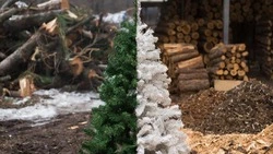 Прощай, елка: куда пристроить лесную красавицу после праздников