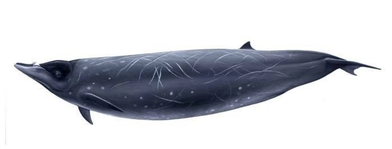 Выброшенный на берег Сахалина кит оказался редчайшим командорским ремнезубом