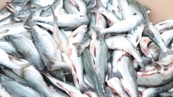 Более 24 тонн рыбы по доступной цене приобрели жители в центре Сахалина