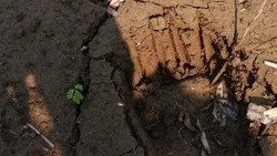 Медведя, гулявшего у детского лагеря на Сахалине, пока оставят в живых