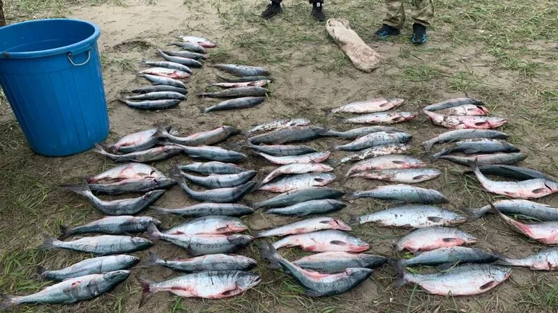 Большой штраф или тюрьма. Двоих браконьеров поймали с нелегальным уловом на юге Сахалина