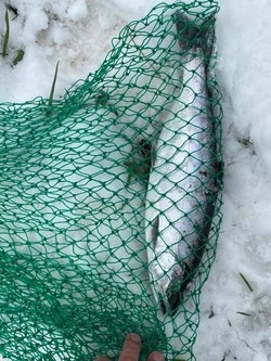 Рыбаки показали первые уловы симы в 2025 году на Сахалине