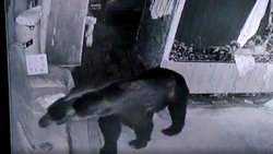 Медведь-вегетарианец стащил урожай жителей Кунашира, пока те спали: ВИДЕО