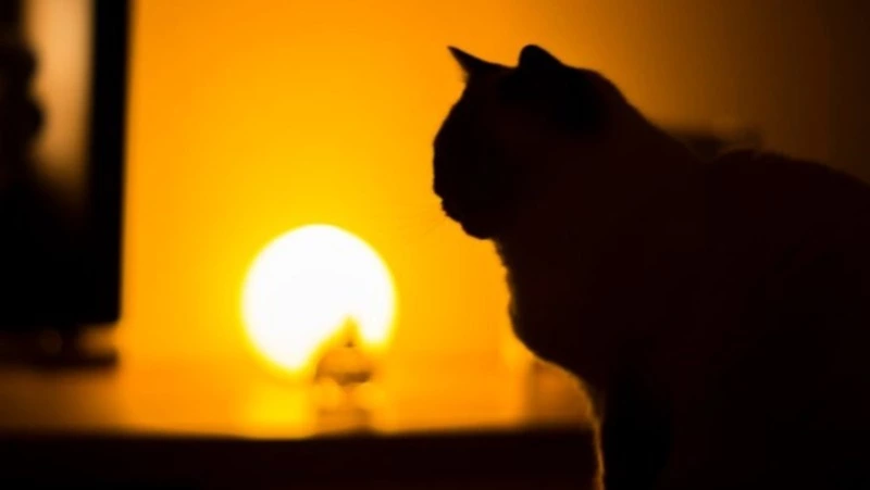 Планировочные районы и часть Южно-Сахалинска проведут 9 сентября без света