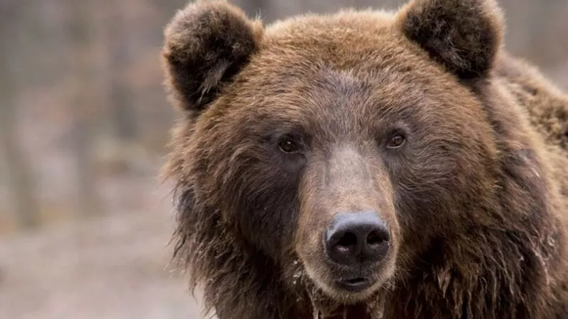 «Весь берег стрелял и гудел»: сахалинцы на реке Бахуре всю ночь отпугивали медведей