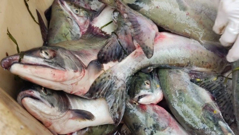 Настоящий сахалинский рыбак или просто с удочкой постоять вышел? Тест