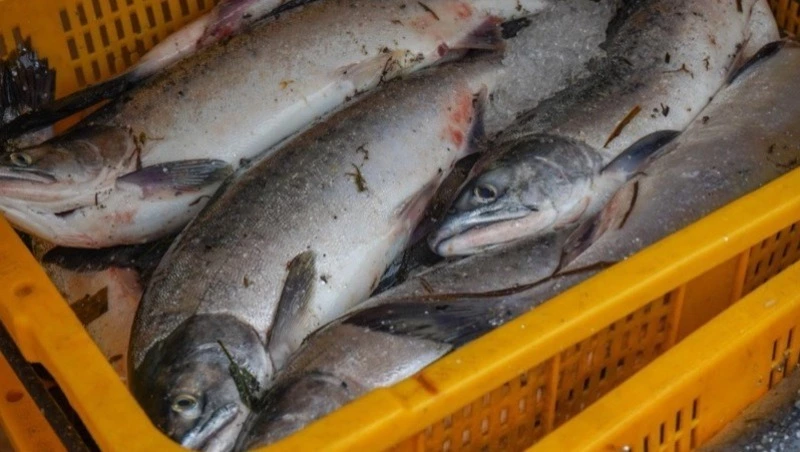 Свежую горбушу привезут жителям планировочного района Ново-Александровск 21 августа