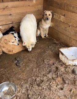«Животные живут на слое экскрементов»: критическая ситуация сложилась в сахалинском приюте