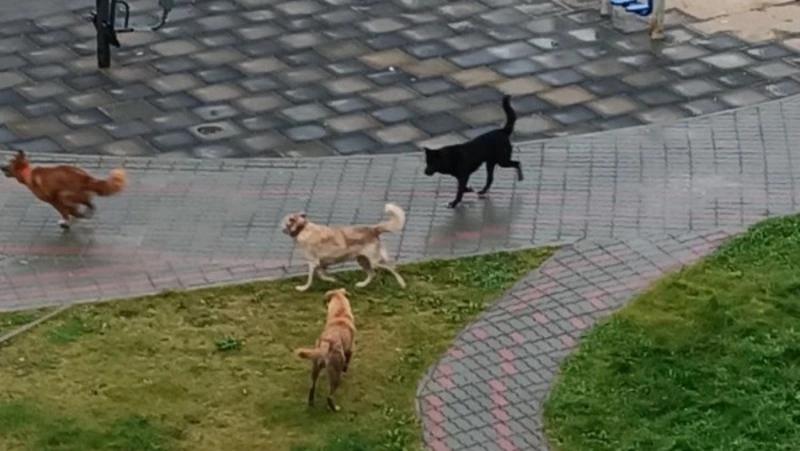 Магазин «Светофор» в Охе обвинили в прикорме агрессивной стаи собак