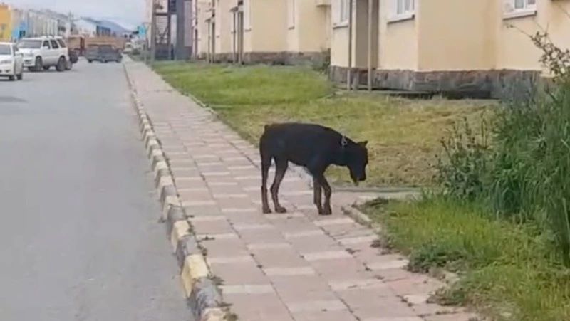 Доберман без намордника на самовыгуле пугает детей в Дальнем