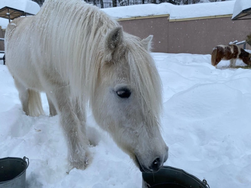 Сахалинский зоопарк после метели откапывают от снега 28 сотрудников и волонтеры