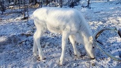 «Чудо природы»: сахалинцы восхитились белым оленем из Якутии