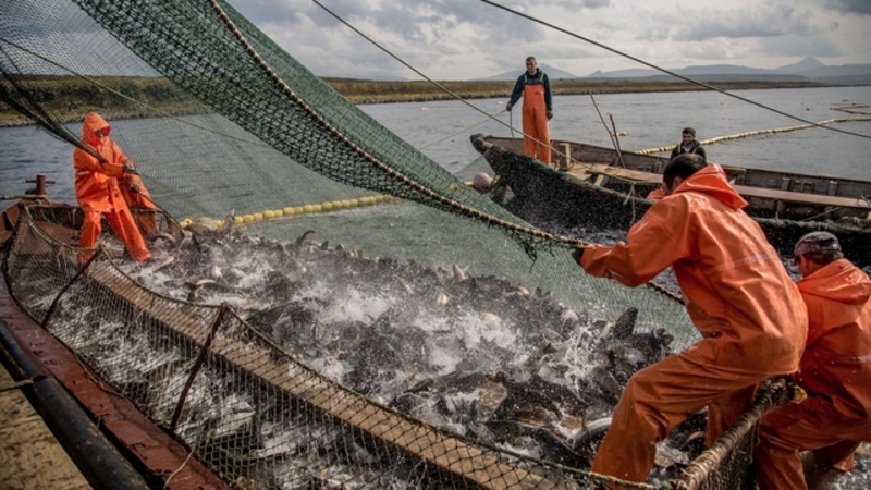 Помогите гоби и южную добыть рыбу. Промысел рыбы. Добыча рыбы. Сахалин добыча рыбы. Сахалинская область рыболовство.