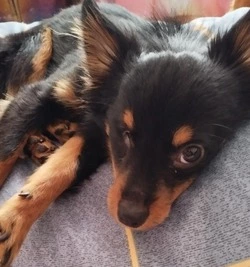 Щенка той-терьера без глаза выбросили в сильный мороз на улицу в Долинске