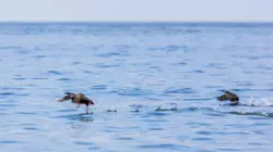 Статью о желании СССР вернуть японцам Курилы оценил МИД России