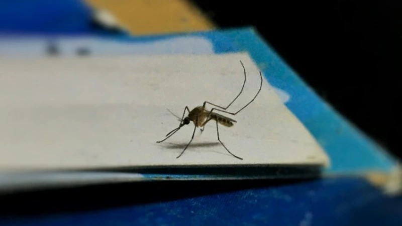 Комары, мошка и клещи: Роспотребнадзор раскрыл сахалинцам секрет защиты от насекомых