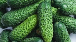 Готовьтесь к богатому урожаю: когда сажать огурцы по лунному календарю