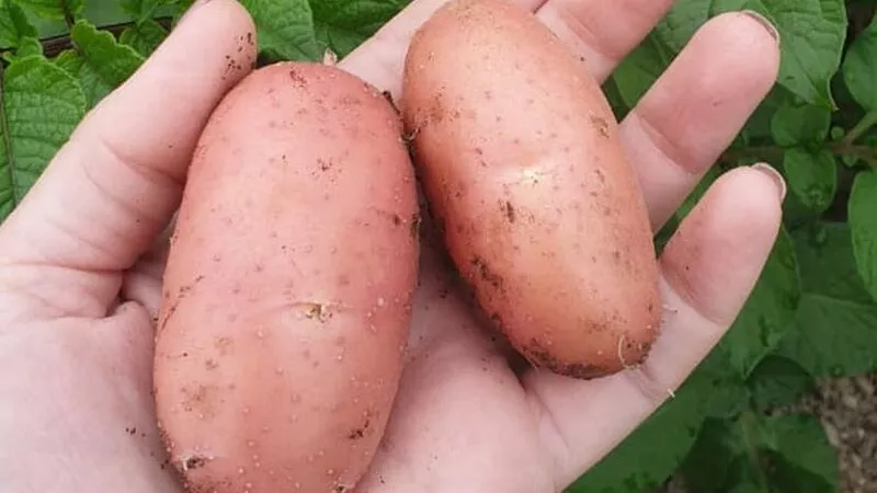 В сахалинские магазины везут картошку по 60 рублей за килограмм