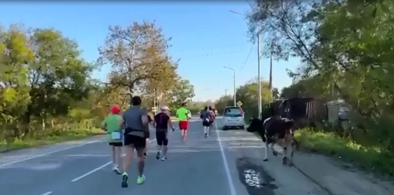 Корова пробежала в забеге «Анивское кольцо» вместе с жителями Сахалина