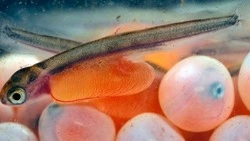 На Сахалине вырастят до 100 миллионов мальков лосося для восстановления запасов