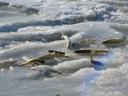 «Лед есть?»: на юге Сахалина рыбаки объявили охоту за корюшкой