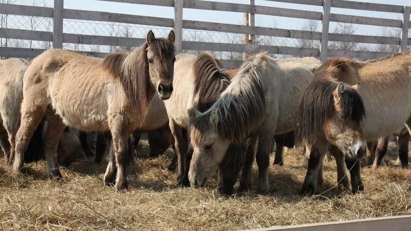 На Сахалине начнут разводить якутских лошадей