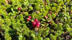 «Хватит всем!»: место с зарослями брусники нашли на юге Сахалина