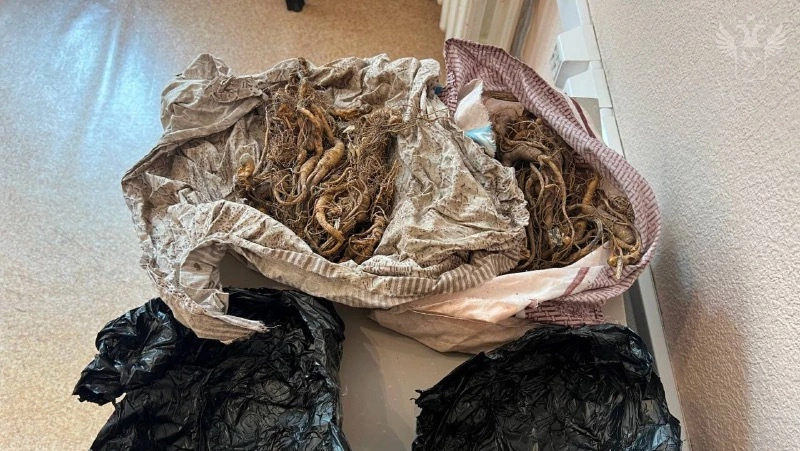 В Приморье задержали иностранца, пытавшегося вывезти в Китай женьшень в нижнем белье 