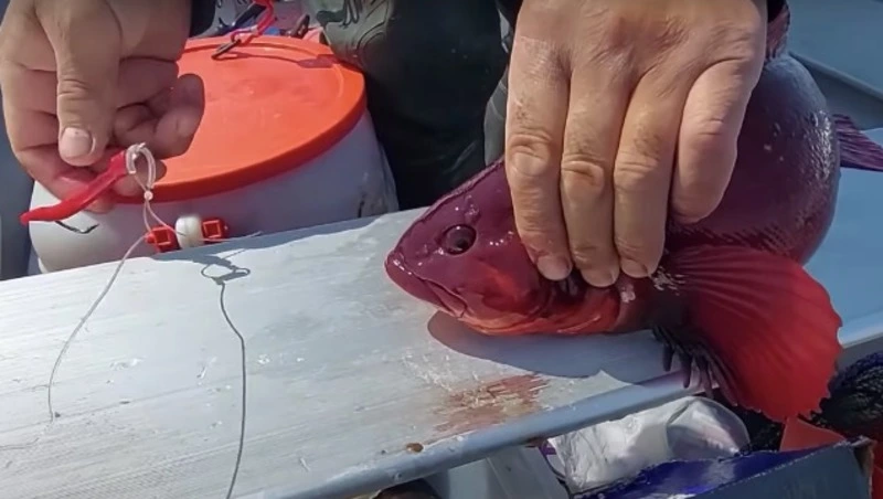 Жители Сахалина поймали десятки рыб без наживки в заливе Мордвинова