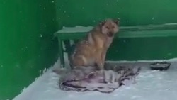 Неизвестные издевались над больной собакой на юге Сахалина
