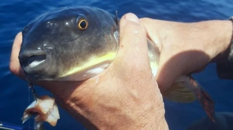 Сахалинские рыбаки поймали фугу