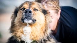 «Хозяина будет очень любить»: компактный пес Камой ищет дом на Сахалине