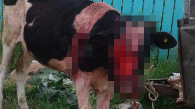 Голодный медведь в Томаринском районе содрал половину морды корове