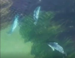 Грациозные нерпы: сахалинцы снимают фильмы о пробуждении природы этой весной