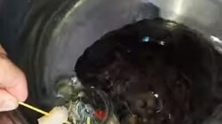 «Сахалинская народная забава»: блогер накормил черепаху морским гребешком