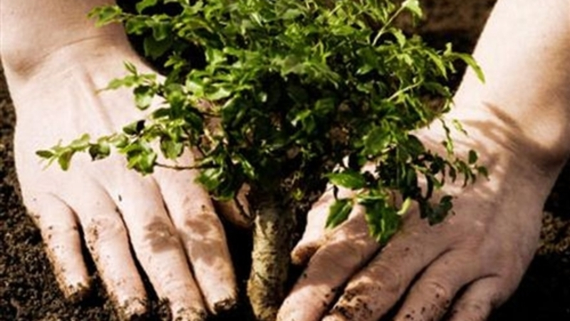 В Южно-Сахалинске заложат Аллею туристов