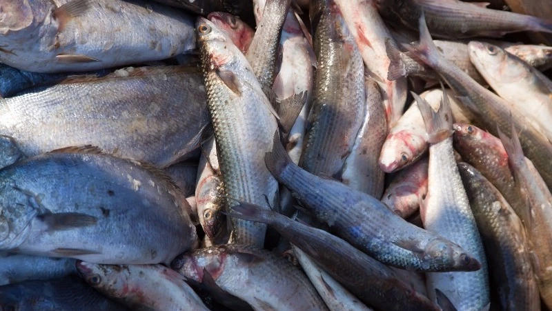 Сахалинская рыба выходит на мировой рынок: регион обсудил новые возможности экспорта